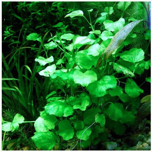 Cardamine Bunched Aquarium Plant