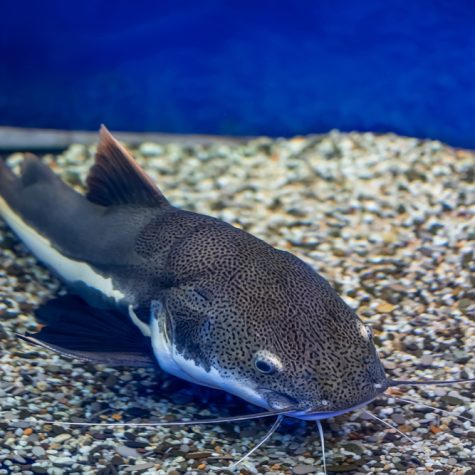 Catfish - Redtail Catfish RTC