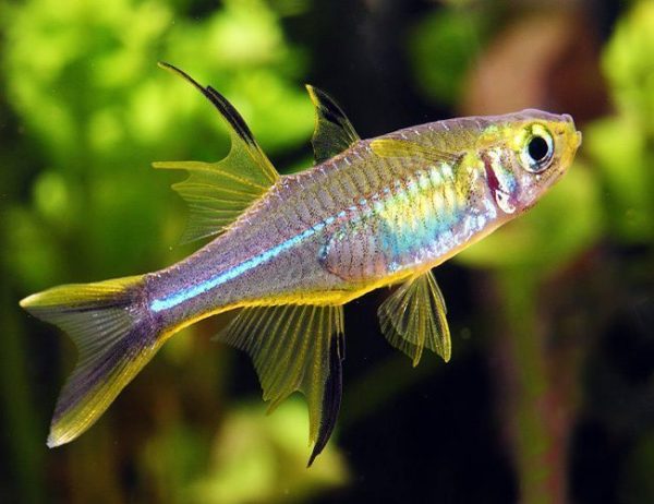 Celebes Tropical Rainbowfish
