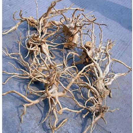 Chinese Azalea Root Spider Wood Driftwood