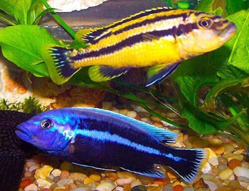 Chipokae Cichlid