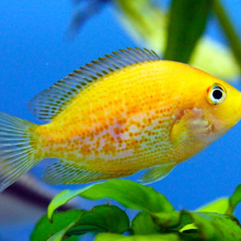 Orange Chromide Freshwater Aquarium Fish
