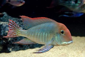 Geophagus Red Head Tapajos Fish | Arizona Aquatic Gardens