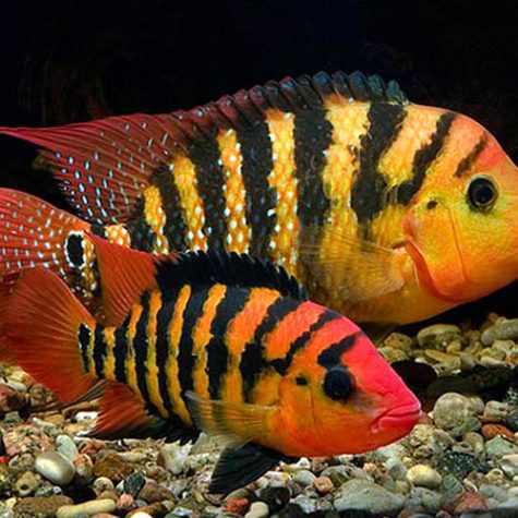 True Red Terror Small Cichlid