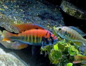 Buy live Pundamilia Nyererei Cichlids from AzGardens.com since 1987