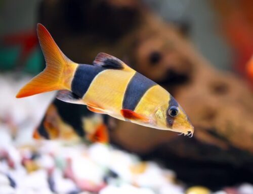 Clown Loach