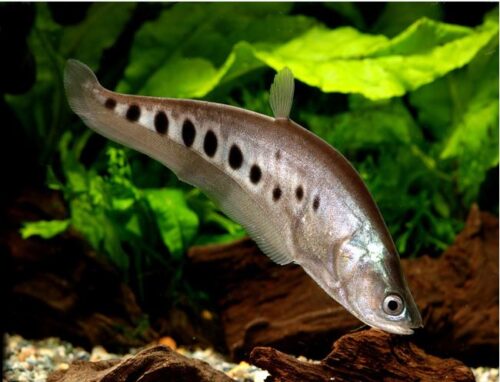 Clown or Spotted Knifefish