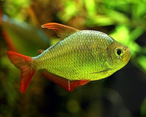 Columbian Blue Flame Tropical Tetra