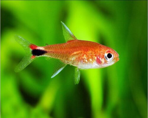 Columbian Ruby Red Tropical Tetra