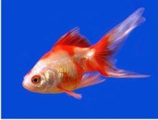 Goldfish for Ponds - Comet Sarasa Fantail Goldfish Asst Colors ...