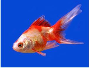 Care Level: Easy Temperament: Peaceful Temp: 32-95° F KH 2-12 pH 6.8-8.2 Max. Size: 1' 2" Color Form: Orange, Red, White Diet: Omnivore Origin: China Family: Cyprinidae Sarasa Fantail Goldfish are an ideal long term Goldfish! They display a very bright red and white pattern (usually referred to as Blue) on a shorter, rounded body with a wide, flowing fantail. Other colors may include, Black & Red, Solid Black, Solid White, & Calico. The reds of Sarasa Fantail Goldfish are generally deeper and more vibrant than the reds of most other goldfish which give them a stunning appearance! Sarasa Fantails can be kept in combination with Koi, Butterfly Koi and other types of Goldfish, however, take care when mixing large Koi and Butterfly Koi with smaller Sarasa Fantail Goldfish.