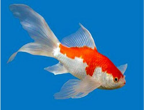 Care Level: Easy Temperament: Peaceful Temp: 32-95° F KH 2-12 pH 6.8-8.2 Max. Size: 1' 2" Color Form: Orange, Red, White Diet: Omnivore Origin: China Family: Cyprinidae Sarasa Fantail Goldfish are an ideal long term Goldfish! They display a very bright red and white pattern (usually referred to as Blue) on a shorter, rounded body with a wide, flowing fantail. Other colors may include, Black & Red, Solid Black, Solid White, & Calico. The reds of Sarasa Fantail Goldfish are generally deeper and more vibrant than the reds of most other goldfish which give them a stunning appearance! Sarasa Fantails can be kept in combination with Koi, Butterfly Koi and other types of Goldfish, however, take care when mixing large Koi and Butterfly Koi with smaller Sarasa Fantail Goldfish.