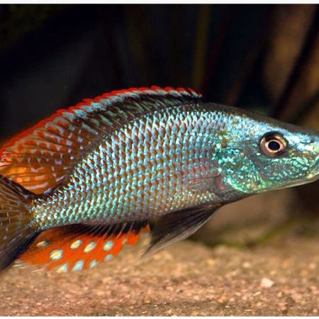 Compressiceps East African Cichlid