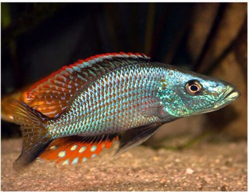 Compressiceps East African Cichlid