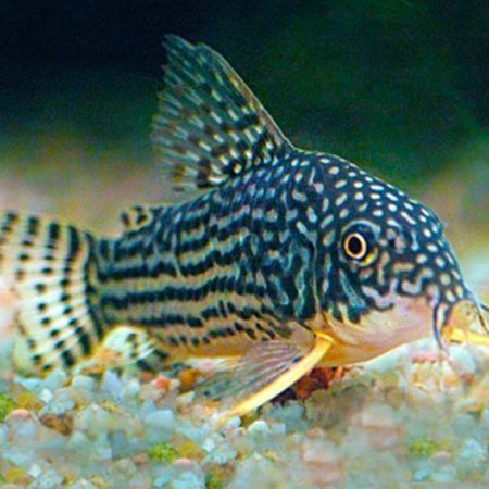 Cory Cat Aquarium Fish