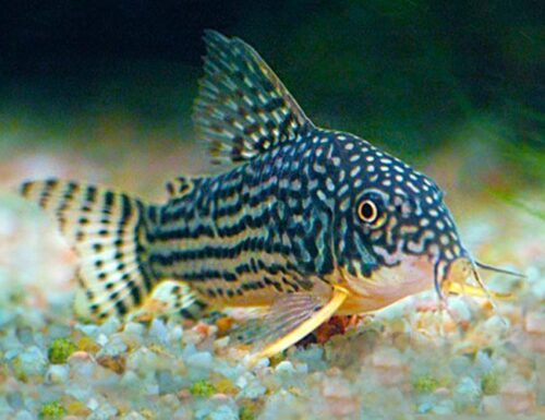 Sterbai Cory Catfish