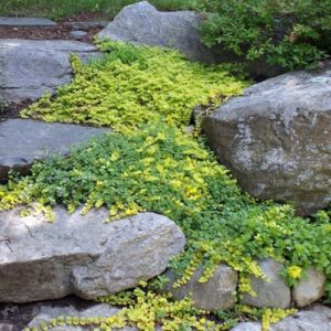 Creeping Jenny Bunched Aquatic Plant - Arizona Aquatic Gardens