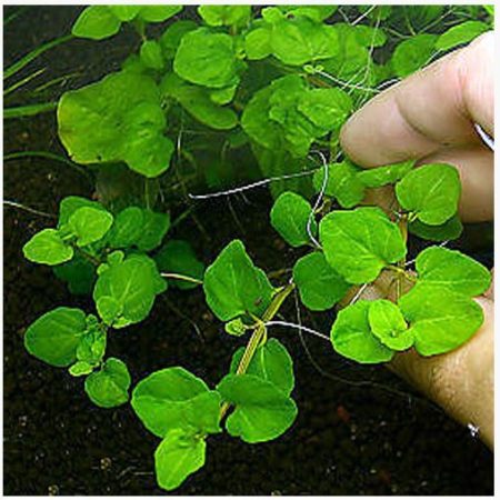 Creeping Mint Charlie Bunched Aquarium Plant | Arizona Aquatic Gardens