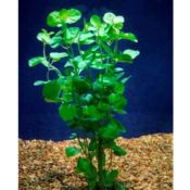 Creeping Mint Charlie Freshwater Aquarium Plant | Arizona Aquatic Gardens