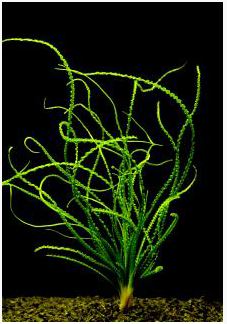 Crinum Calamistratum Onion Plant Easy Tropical Live Aquarium Plant 