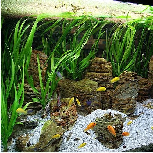 Entretien des plantes d'oignon d'aquarium