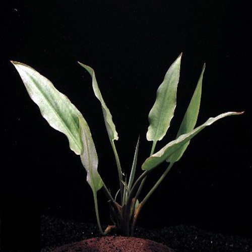 Cryptocoryne Ciliata Potted Plant