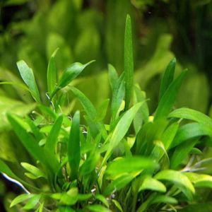 Cryptocoryne Wendtii Florida Sunset Aquarium Plant | Arizona Aquatic ...