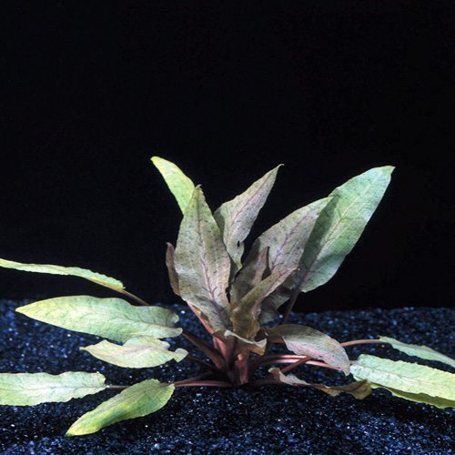 Cryptocoryne Undulata Potted Plant