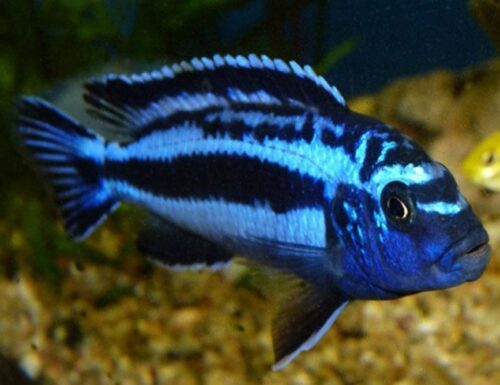 Crystal Blue Maingano Cichlid