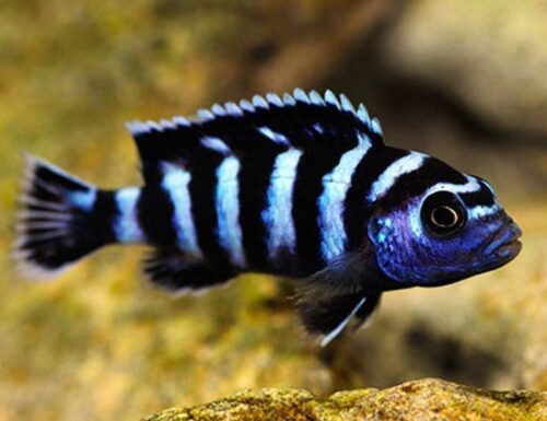 Demasoni Cichlid