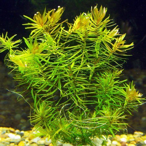 Diandra or Blood Stargrass Plant
