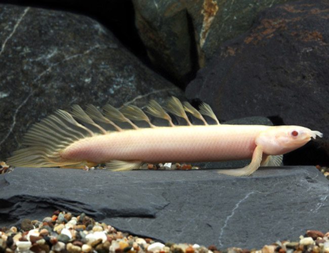 Dinosaur Eel Polypterus senegalus | Arizona Aquatic Gardens