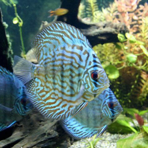 Discus - Brilliant Blue Discus Fish