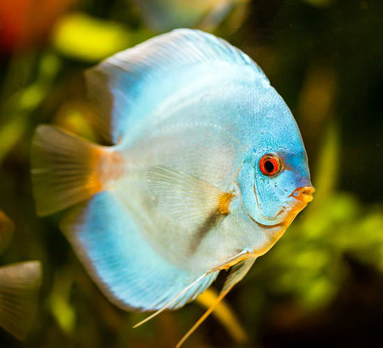 blue discus fish