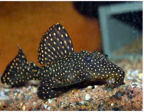 Dracula Pleco L-007 | Arizona Aquatic Gardens