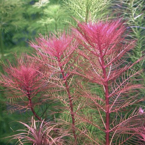 Aqueon Orange Foxtail Large Aquarium Plant - 13 Inch Weighted Base Plastic Decor