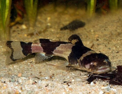 Dwarf Bumble Bee Brazilian Catfish for sale, Dwarf Bumble Bee Brazilian Catfish care, Dwarf Bumble Bee Brazilian Catfish breeding, Dwarf Bumble Bee Brazilian Catfish facts, Dwarf Bumble Bee Brazilian Catfish diet, Dwarf Bumble Bee Brazilian Catfish size