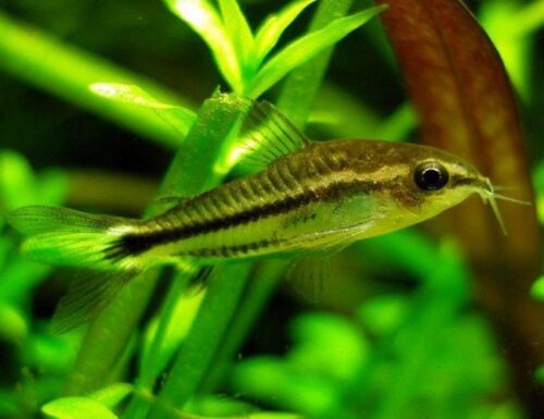 Dwarf Cory Pygmaeus Catfish