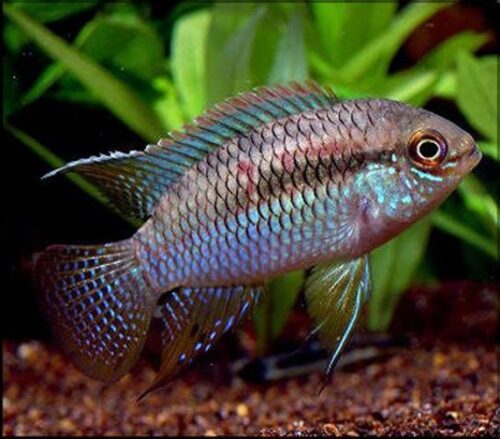 Dwarf Curviceps Cichlid