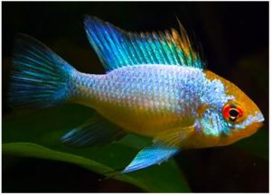 Dwarf Electric Blue Ram Cichlid Arizona Aquatic Gardens