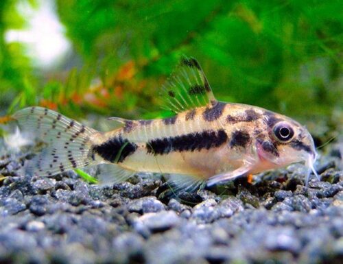 Dwarf Habrosus Cory Catfish