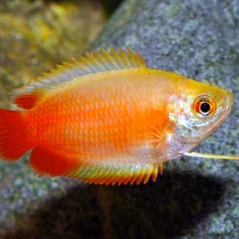 gourami fish betta female licorice dwarf honey red azgardens aquarium crowntail