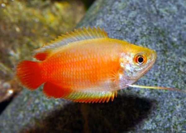 Dwarf Honey Red Gourami Fish