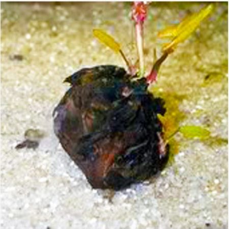 Dwarf Lily Bulb Aquarium Plant Bulb