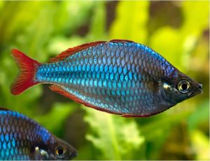 Dwarf Neon Praecox Large Tropical Rainbowfish - Arizona Aquatic Gardens