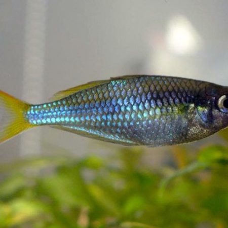 Dwarf Neon Praecox Small Tropical Rainbowfish