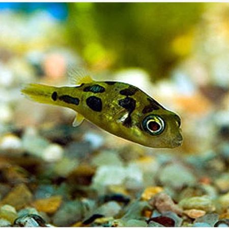 Brackish Aquarium Plant Habitat | Arizona Aquatic Gardens