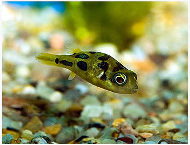 dwarf freshwater puffer fish