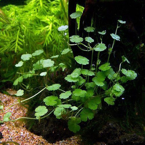 Dwarf Pennywort Plant