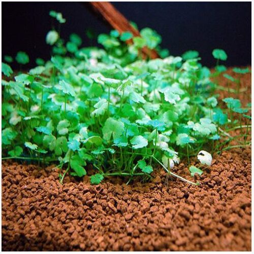 Dwarf Pennywort on Mat